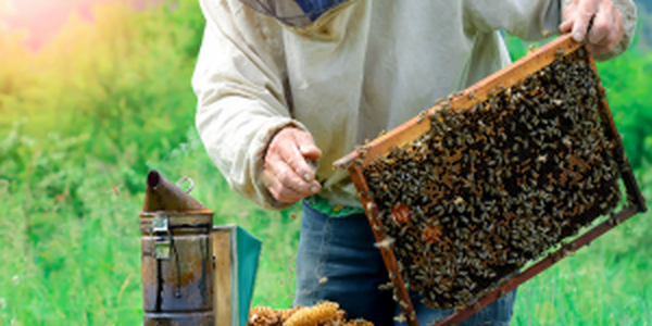 Beekeeper checking bee hive